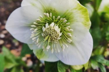 Top plants for winter interest in your garden